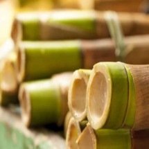 Como cultivar bambu em casa: cuidados básicos - Wemystic