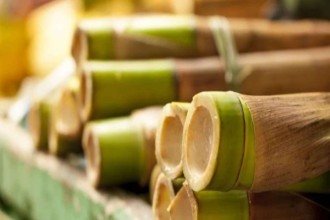 Como cultivar bambu em casa: cuidados básicos