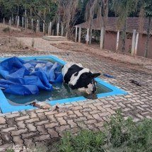 Vídeo: Vaca cai em piscina de propriedade rural no Sul de Minas  - CBMMG/Divulgação