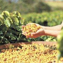 O que é preciso fazer para se chegar a um café premiado? - Mariana Lopes/Bioma CafÃ©/DivulgaÃ§Ã£o