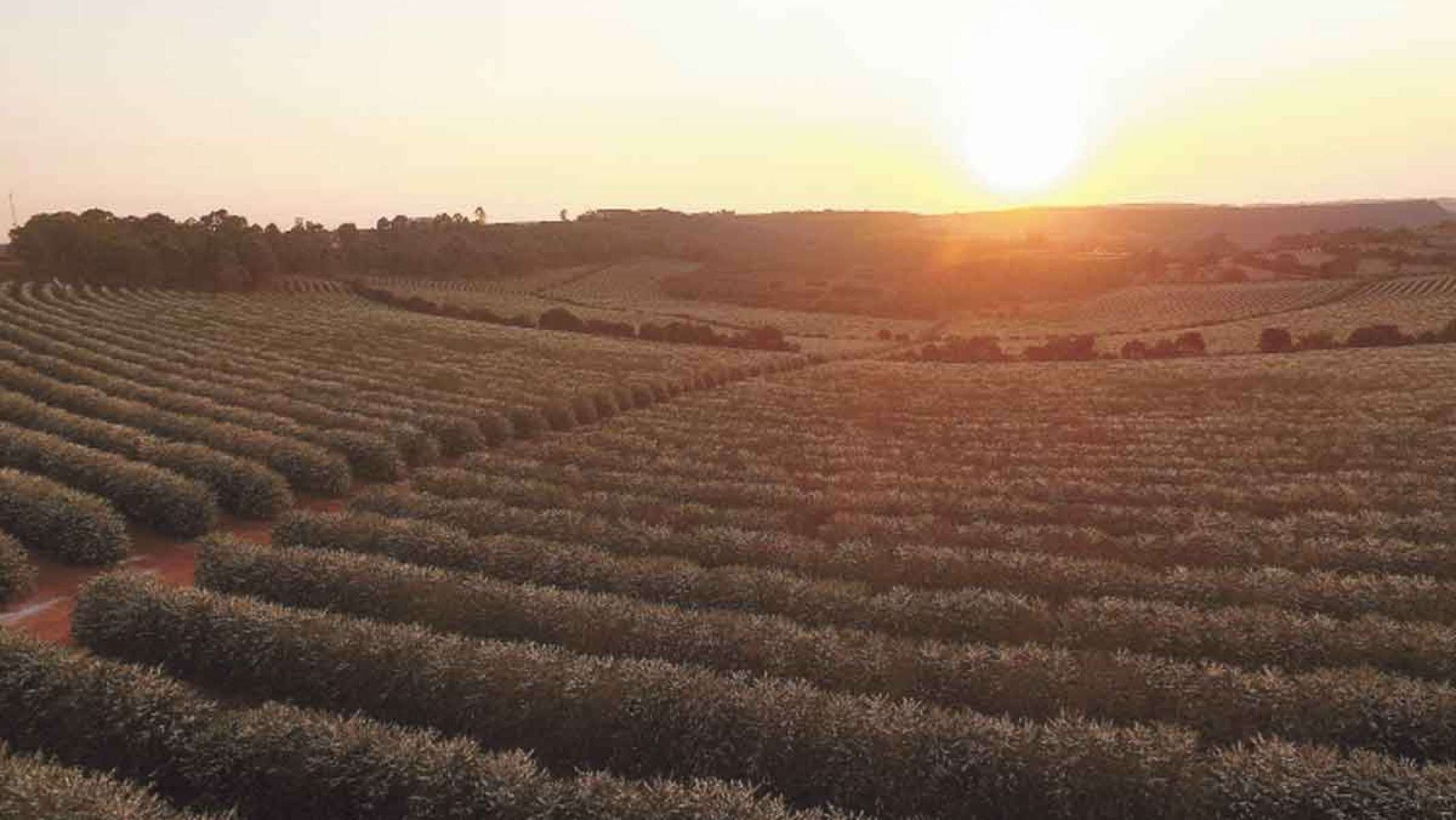 A Bioma tem 250 hectares de café plantados, com 63% da área preservada E estrutura de pós-colheita no limite de sua produção