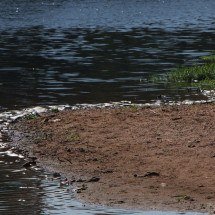 Mortandade de peixes no Rio Paraopeba cessa após semana de incertezas - Edesio Ferreira/EM/D.A Press