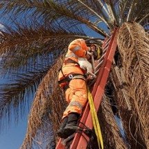 Bombeiros resgatam "Pipoquinha" no alto de um coqueiro - CBMMG