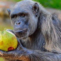 Chimpanzé Serafim recebe 'atenção especial' no Zoológico de BH por diabetes - Juan Espanha