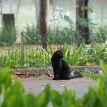 Refúgio de gatos em parques de BH divide ativistas e biólogos - Marcos Vieira/EM/D.A Press