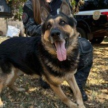 Cães policiais entram para adoção em Minas; saiba as regras  - PCMG