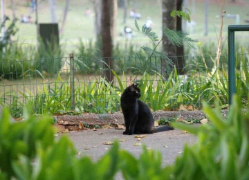 Bichanos abandonados, e que contam com os cuidados de ong há nove anos, podem ser vistos por toda parte no Parque municipal

 -  (crédito: Marcos Vieira/EM/D.A Press)