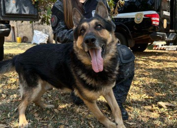 Bud, de 8 anos, é um dos cães disponíveis para adoção. Ele foi definido como carinhoso  -  (crédito: PCMG)