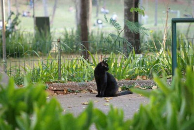 Bichanos abandonados, e que contam com os cuidados de ong há nove anos, podem ser vistos por toda parte no Parque municipal

 -  (crédito: Marcos Vieira/EM/D.A Press)