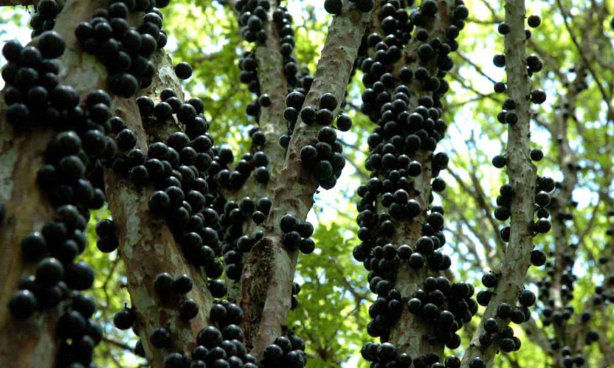 Com a primavera e o verão batendo à porta, as jabuticabeiras começam a dar os seus saborosos frutos
 -  (crédito: Sidney Lopes/EM/D.A Press – 27/10/05)