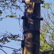 Enxame de abelhas atacou pedestres nesta-terça (16/9) no Bairro Lourdes, em BH -  (crédito: CBMMG)