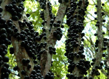 Com a primavera e o verão batendo à porta, as jabuticabeiras começam a dar os seus saborosos frutos
 -  (crédito: Sidney Lopes/EM/D.A Press – 27/10/05)