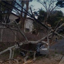 Árvore cai, derruba fiação elétrica e destrói carro na Grande BH
