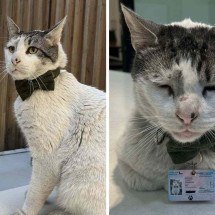 Branquinho: o gatinho bilíngue conquista a Embaixada do Brasil no Chile