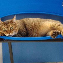 Gatinho mascote desaparece após furto em loja - Reprodução / Instagram