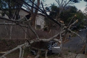 Árvore cai, derruba fiação elétrica e destrói carro na Grande BH