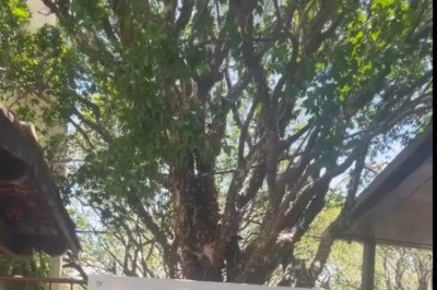 A cidade de Hidrolândia, na região metropolitana de Goiânia, tem o maior pomar de jabuticaba do mundo. Fica na Fazenda Jabuticabal, no distrito de Nova Fátima. O local é aberto para visitação na temporada de jabuticabas, entre o início de setembro e meados de outubro. - 