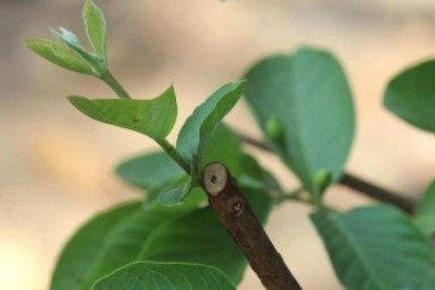 Além da folha da goiabeira, a morina pode ser extraída da casca de maçã, do figo, de alguns chás e de amêndoas e apresentou também ação antimicrobiana e antioxidante  -  (crédito: Pics_pd/Pixnio)