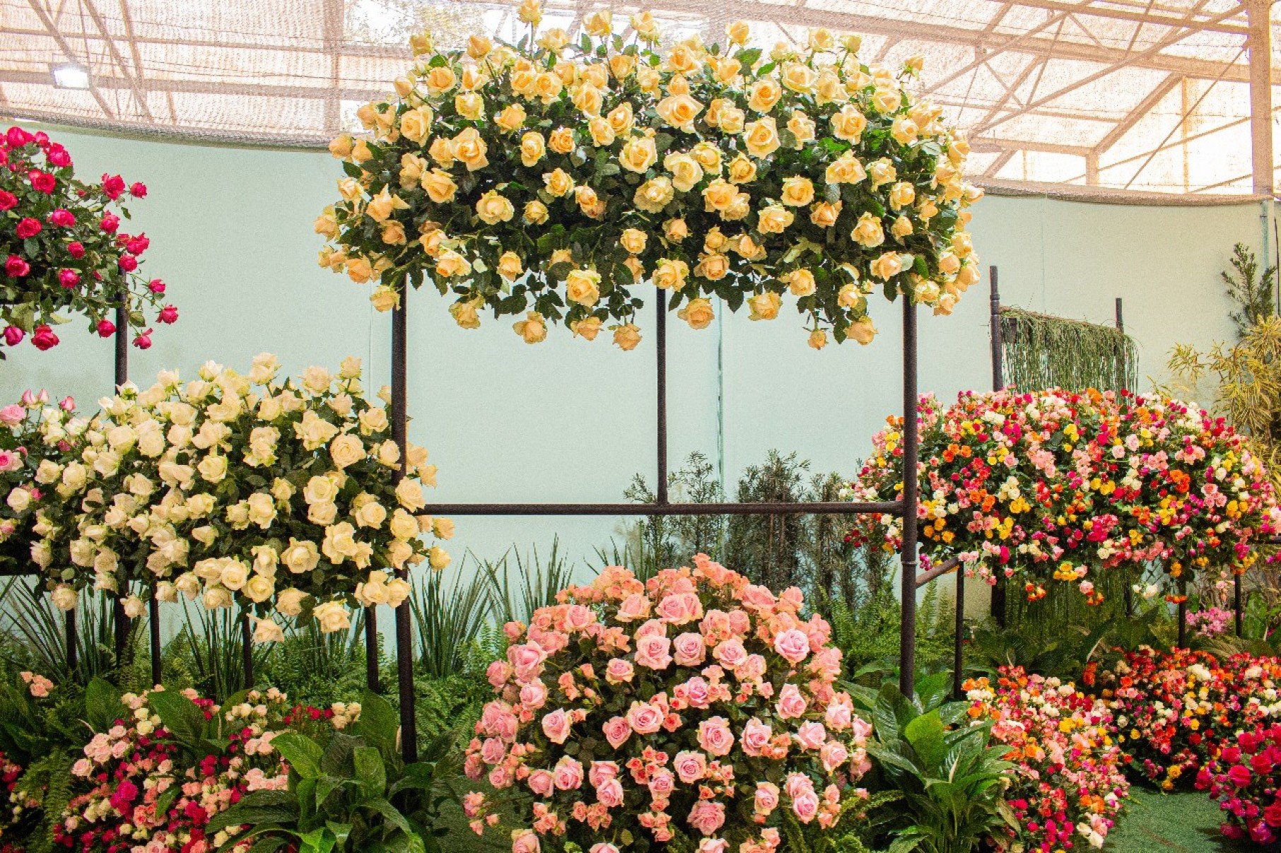 Festa de Flores e Morangos terá entrada solidária - DINO