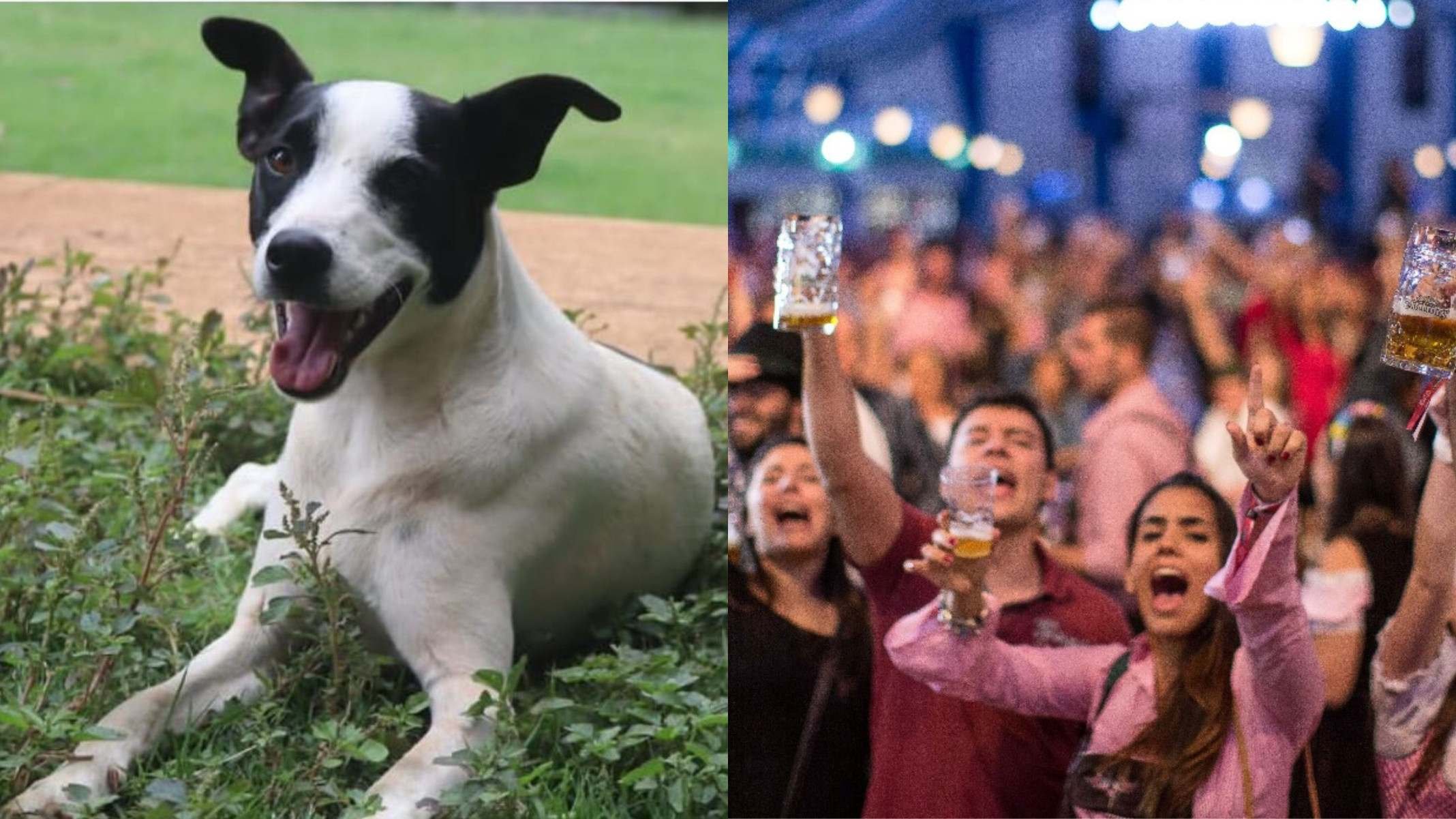 Oktoberfest SP 2025 terá espaço inédito com atrações para pets
 -  (crédito: Reprodução)