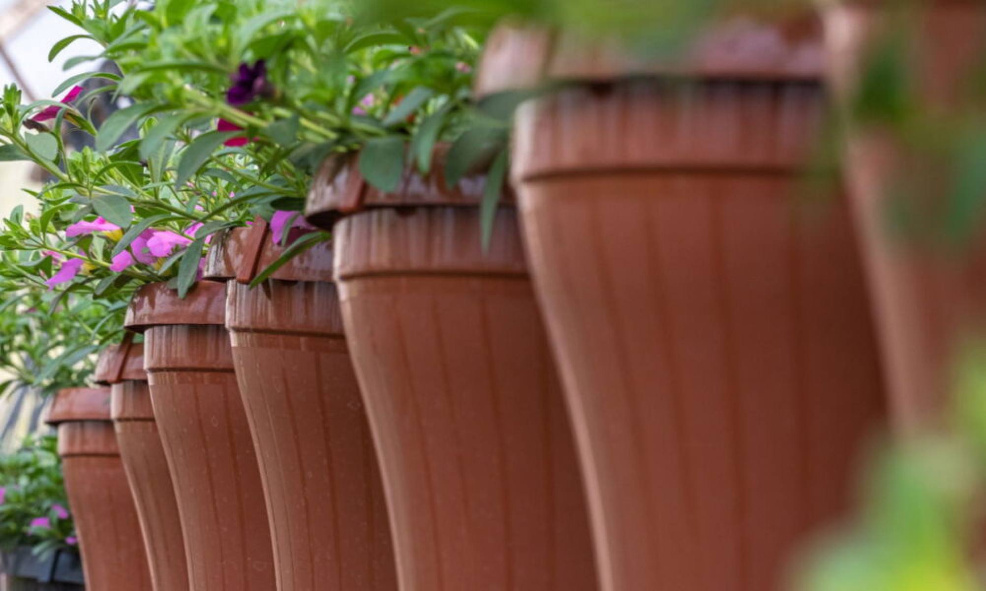 Planta milagrosa que combate estresse e ansiedade