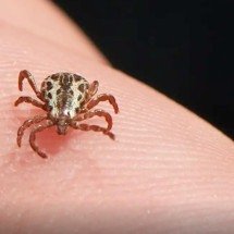 Cidade da Grande BH decreta emergência após mortes por febre maculosa