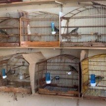 MG: denúncia leva PM ao resgate de aves e a aplicar multa de R$ 52 mil
