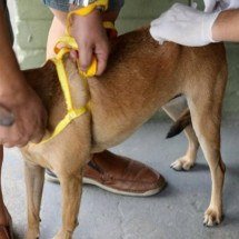 PBH mantém vacinação de cães e gatos contra a raiva; entenda - PBH/Divulgação