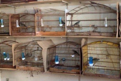 Os animais passaram por avaliação veterinária e devolvidos ao habitat natural -  (crédito: Divulgação/Polícia Militar)