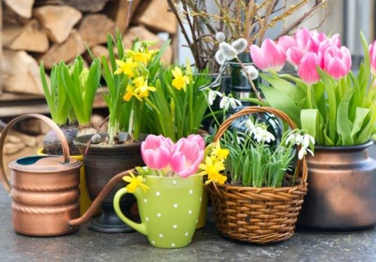 Simpatias e Rituais de primavera: quais e quando fazer para melhores resultados