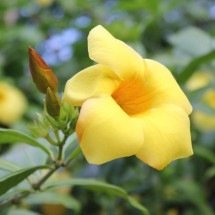 Alamanda: pétalas aveludadas embelezam e revigoram o jardim - Pixabay