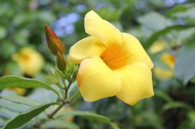 A alamanda é uma planta ornamental de clima tropical, conhecida por suas flores em forma de trombeta, que apresentam pétalas aveludadas e um centro mais intenso em cor. -  (crédito: Pixabay)