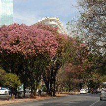 Na chegada da primavera, as árvores protegidas por lei em Minas - Alexandre Guzanshe/EM/D.A Press