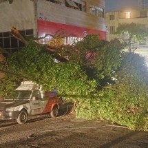 BH registra queda de árvores e falta de energia elétrica devido à chuva - Marcos Vieira/EM/D.A.Press
