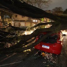 RMBH: quase 100 árvores caíram durante tempestade; nove atingiram veículos - Marcos Vieira/EM/D.A.Press