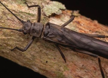 Nova espécie peculiar descoberta em Minas Gerais.  -  (crédito: Frederico Falcão Salles)
