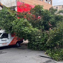 Temporal em BH deixa bairros sem luz, árvores caídas e semáforos em flash - Edésio Ferreira /EM/D.A Press. 