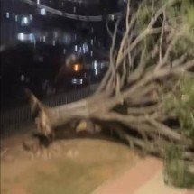 Ventania derruba árvore no Morro das Pedras em BH  - Reprodução/Redes Sociais