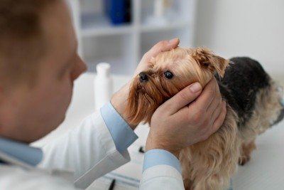 A condição pode afetar todas as raças de cães, inclusive sem raça definida ou mestiços -  (crédito: FreePik)