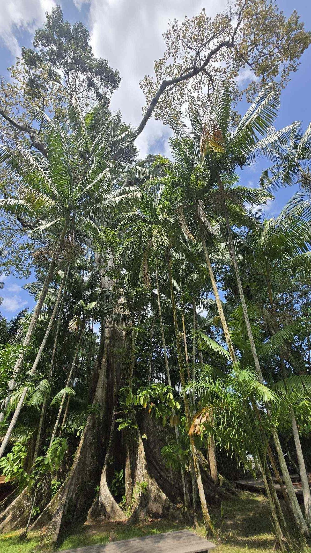 Samaúma, a rainha da Amazônia, matriarca dos saberes ancestrais-Carlos Altman/EM