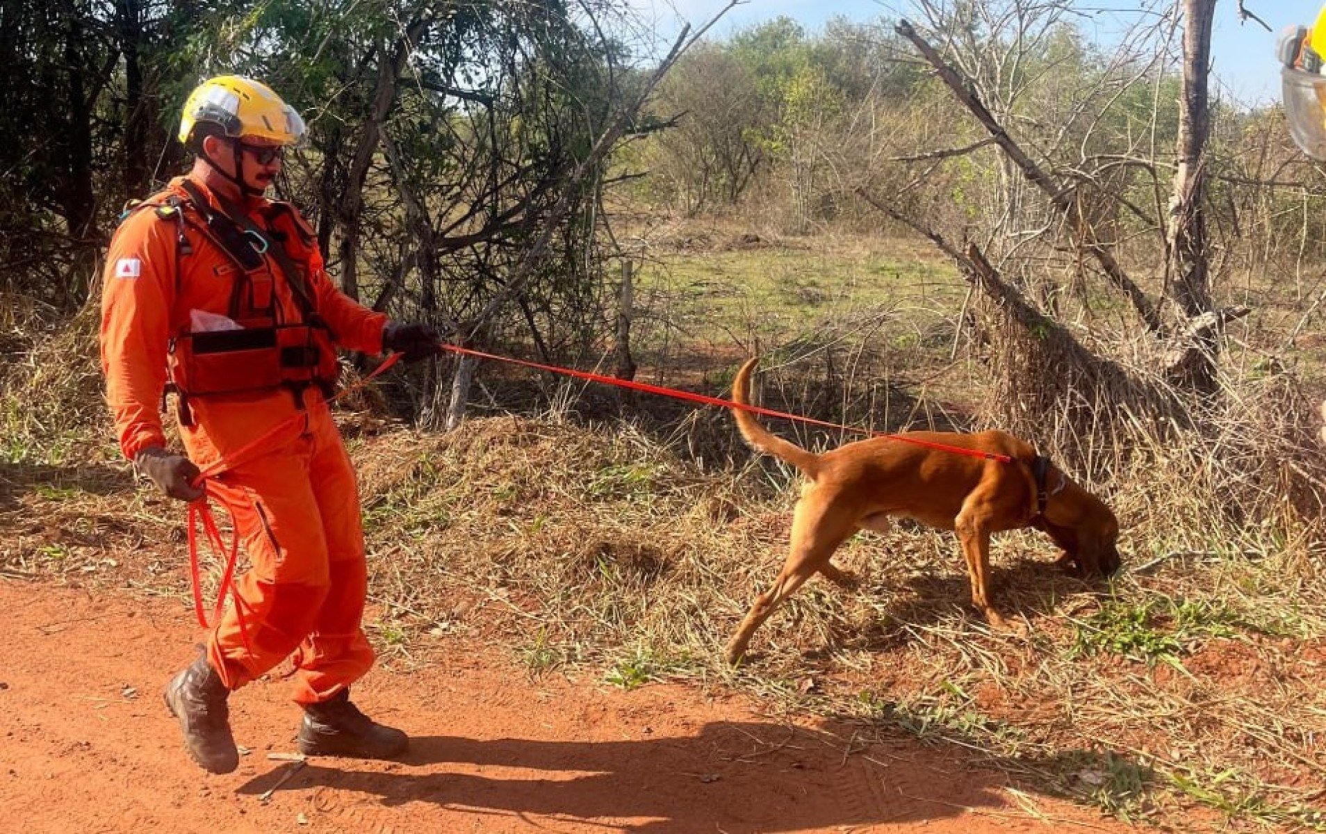 Militares do Corpo de Bombeiros usaram cachorros do Pelotão de Busca e Resgate com Cães (PBRESC) do 8º Batalhão de Polícia Militar de Uberaba-CBMMG