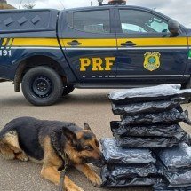 PRF intercepta carga de 'supermaconha' que saiu de SP com destino a BH - PRF/Divulgação