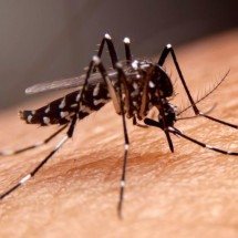 Cidade de Minas confirma primeiro caso de febre amarela - Reprodução/Agência Minas 