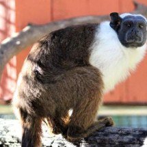 Zoológico de BH recebe macaca ameaçada de extinção 