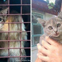 Gato é salvo por soldados na guerra da Ucrânia; veja outras histórias