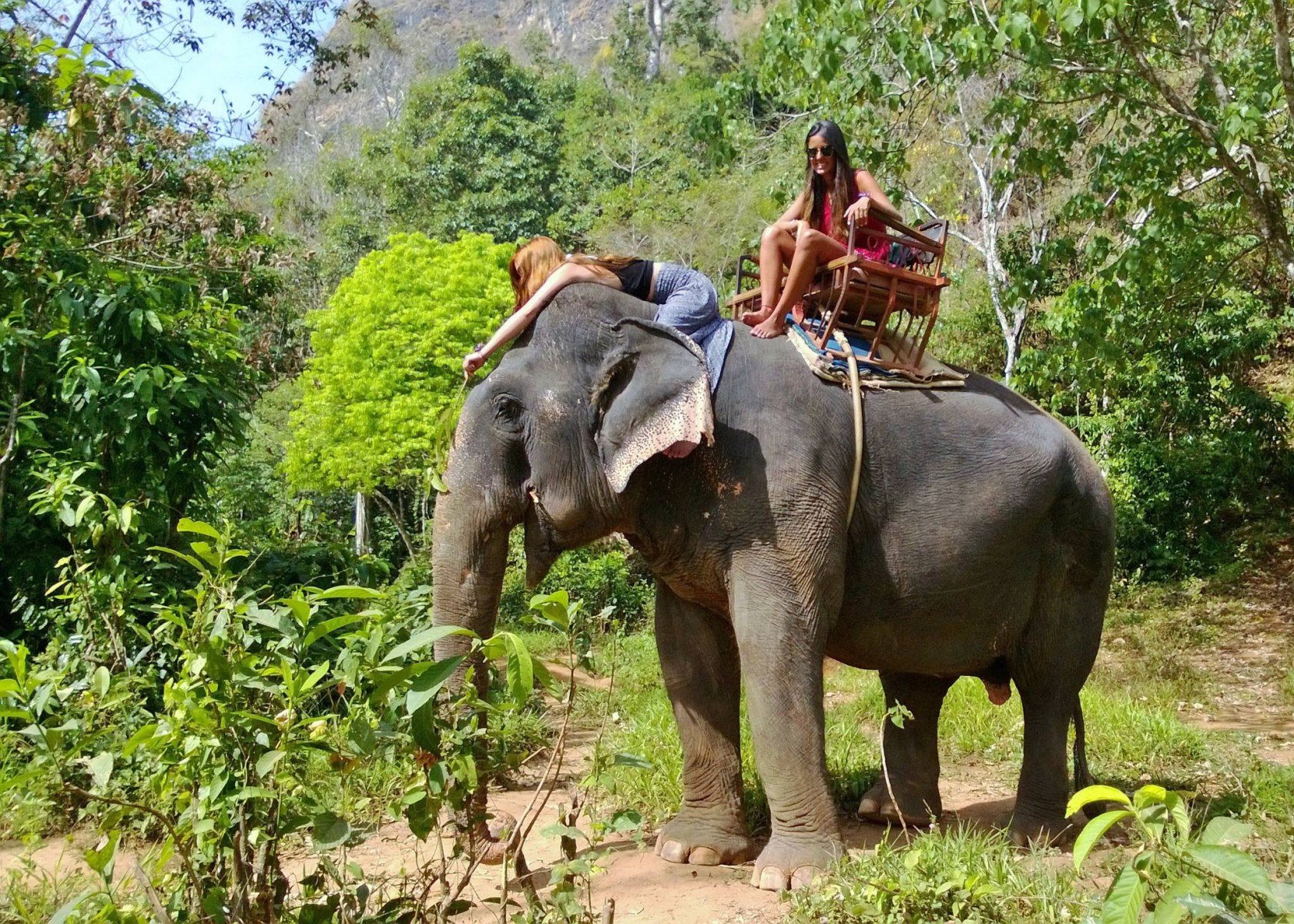 Parque de Elefantes de Phang Nga se destaca  como um santuátio aos animais