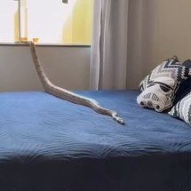 Jiboia é capturada em cima de cama no interior de Minas - CBMMG/Reprodução