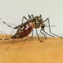 Infecções por Aedes aegypti elevam risco de complicações no parto