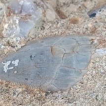Encontrado em Minas dente de animal que viveu há mais de 80 milhões de anos -  JO&Atilde;O ISMAEL DA SILVA/GEOPAC CONSULTORIA AMBIENTAL/DIVULGA&Ccedil;&Atilde;O