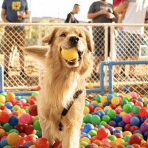 BH receberá evento com cardápio exclusivo para cães no próximo domingo - Divulgação //  Arena CrossDog